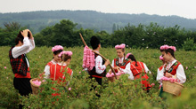 FESTIVAL DE ROSAS